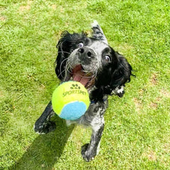 Sportspet ball dog toy glow in the dark dog ball ball dogs tennis high bounce ball bouncy bouncy ball dog high bounce rubber ball