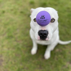 Sportspet ball dog toy glow in the dark dog ball ball dogs tennis high bounce ball bouncy bouncy ball dog high bounce rubber ball