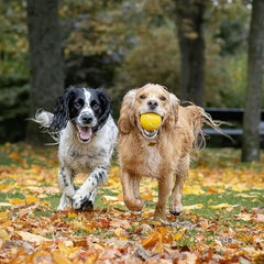 High Bounce Tennis balls 3pack