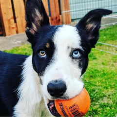 Sportspet ball dog toy glow in the dark dog ball ball dogs tennis high bounce ball bouncy bouncy ball dog high bounce rubber ball