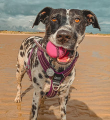 Sportspet ball dog toy glow in the dark dog ball ball dogs tennis high bounce ball bouncy bouncy ball dog high bounce rubber ball