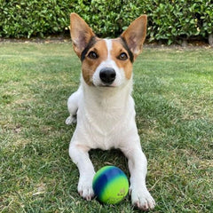 Sportspet ball dog toy glow in the dark dog ball ball dogs tennis high bounce ball bouncy bouncy ball dog high bounce rubber ball