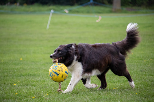 New In: Meet the Tab Football & Rope Football from Sportspet!