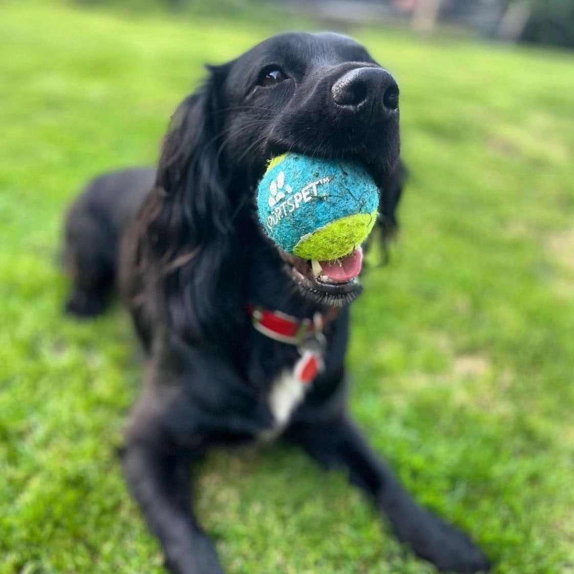 Sportspet ball dog  toy glow in the dark dog ball ball dogs tennis high bounce ball bouncy bouncy ball dog high bounce rubber ball
