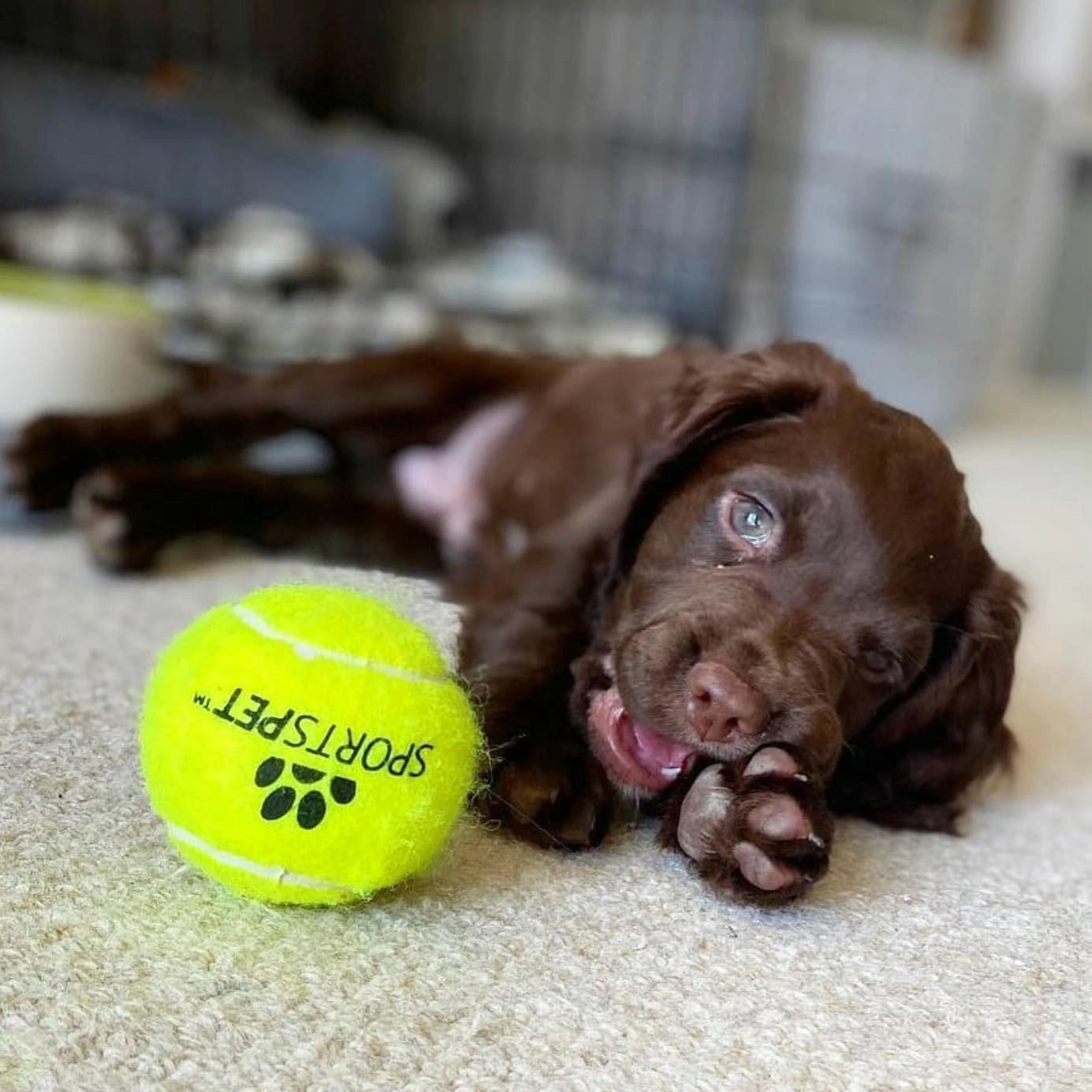 Sportspet ball dog  toy glow in the dark dog ball ball dogs tennis high bounce ball bouncy bouncy ball dog high bounce rubber ball