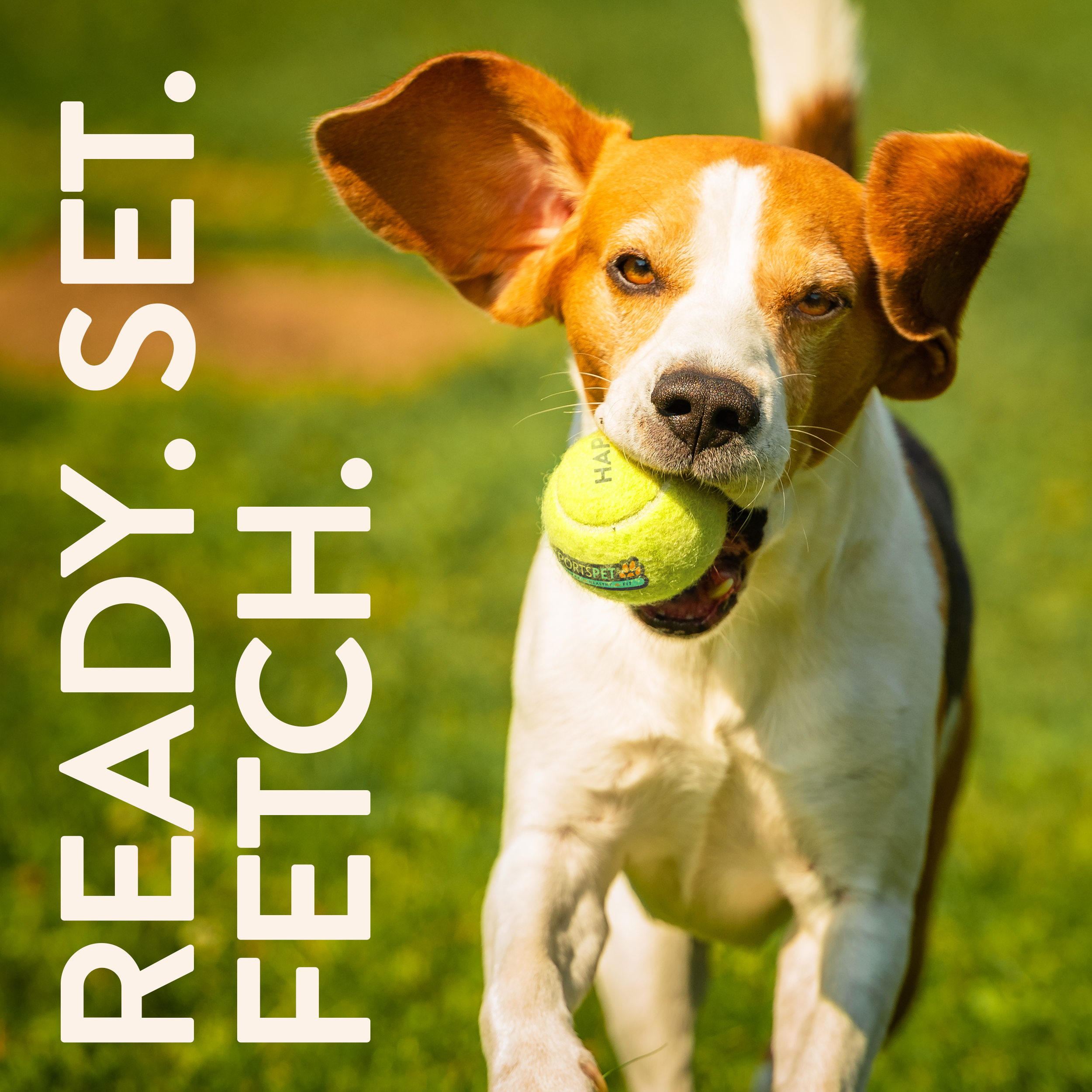 Squeak Tennis Balls - 12pk