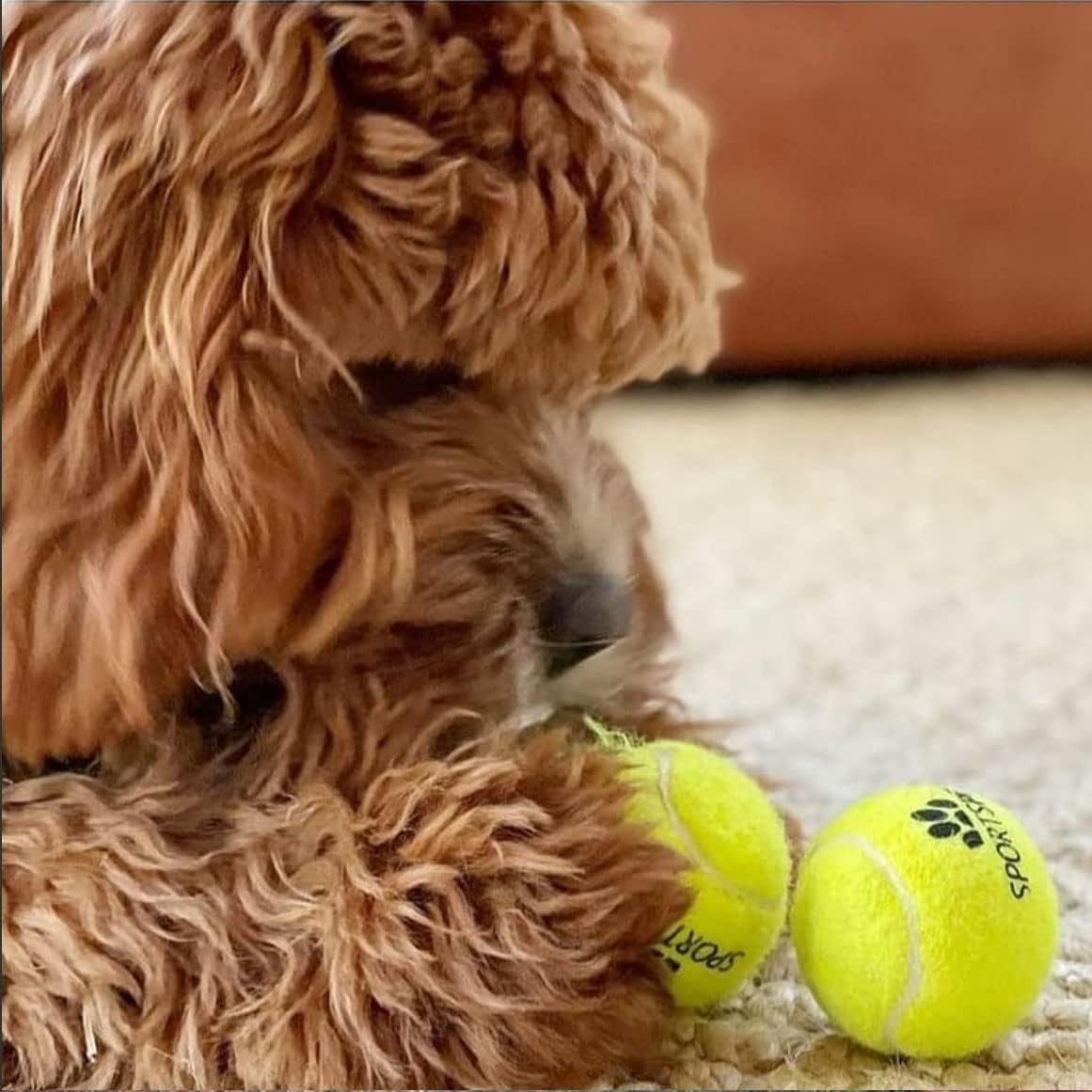 Sportspet ball dog  toy glow in the dark dog ball ball dogs tennis high bounce ball bouncy bouncy ball dog high bounce rubber ball