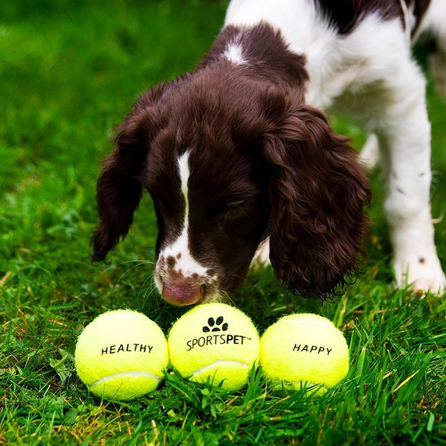 Sportspet ball dog  toy glow in the dark dog ball ball dogs tennis high bounce ball bouncy bouncy ball dog high bounce rubber ball