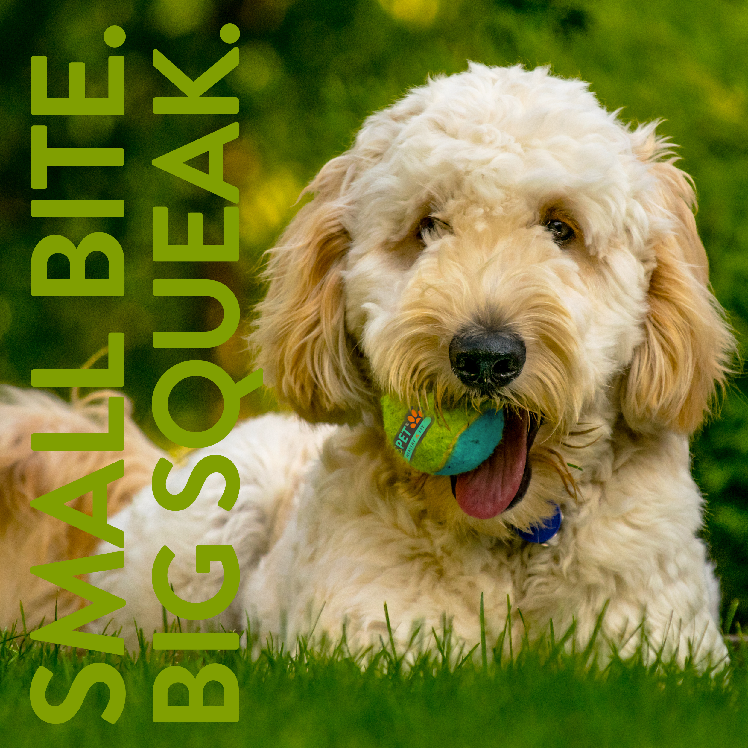 Mini Squeak Tennis Ball - 15 pk