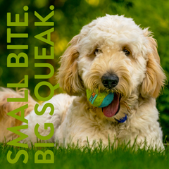 Mini Squeak Tennis Ball - 15 pk