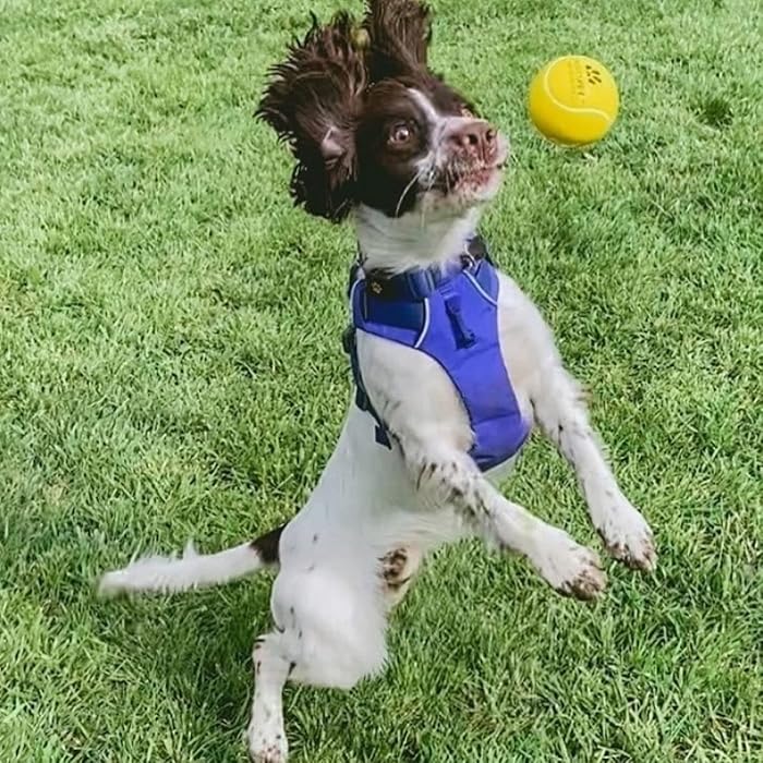 High Bounce Tennis balls 3pack