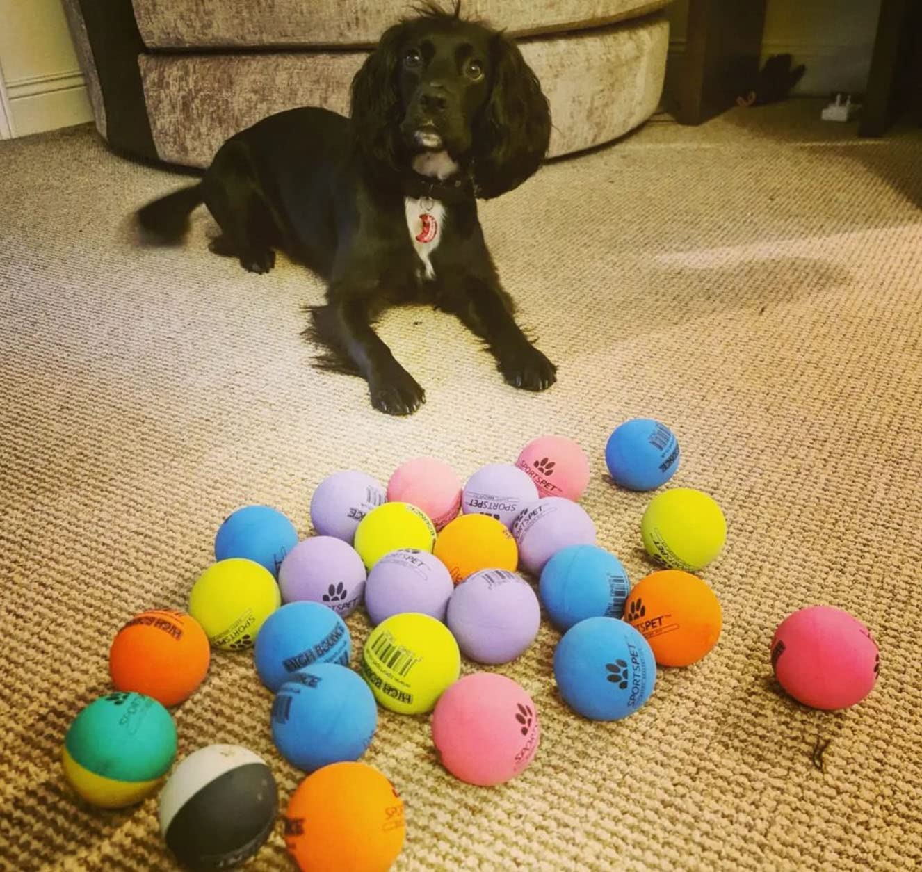 Sportspet ball dog  toy glow in the dark dog ball ball dogs tennis high bounce ball bouncy bouncy ball dog high bounce rubber ball
