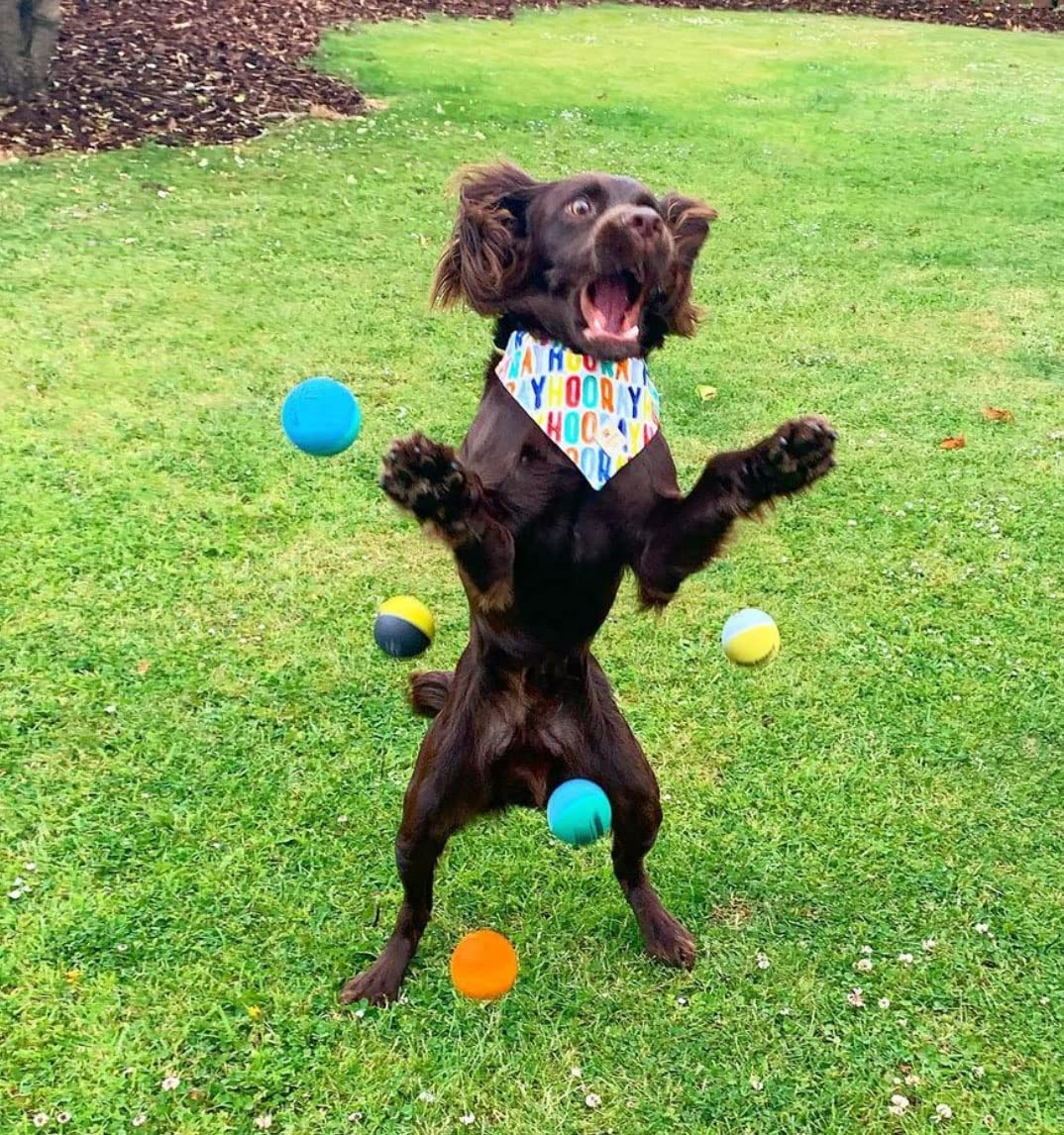 Sportspet ball dog  toy glow in the dark dog ball ball dogs tennis high bounce ball bouncy bouncy ball dog high bounce rubber ball