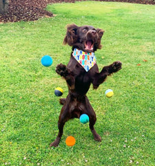 Sportspet ball dog  toy glow in the dark dog ball ball dogs tennis high bounce ball bouncy bouncy ball dog high bounce rubber ball